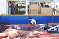 8. 28. 2012. Vrsar. Croatia. sailor clean the fish caught Fishing in the Adriatic sea