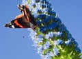 Vulcan butterfly Vanessa atalanta on an Echium candicans Fastuosum
