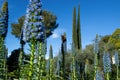 Vulcan butterfly Vanessa atalanta on a large Echium candicans Fastuosum