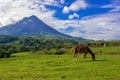 Vulcano Arenal - Horses on pasture