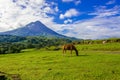 Vulcano Arenal - Horses on pasture