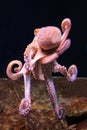 Vulgar octopus