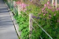 Pink violet purple plants Aquilegia vulgaris are a very well-known, rural perennial Royalty Free Stock Photo