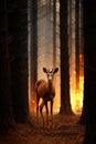 The vulnerability of wildlife is starkly evident as a deer seeks refuge from the flames