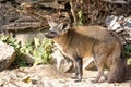 Vulpes cana in the wild Royalty Free Stock Photo