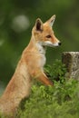 Vulpes vulpes. Fox is widespread throughout Europe. Royalty Free Stock Photo