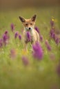 Vulpes vulpes. Fox is widespread throughout Europe. Royalty Free Stock Photo