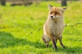 Vulpes vulpes - Red fox