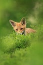 Vulpes vulpes. Fox is widespread throughout Europe. Royalty Free Stock Photo