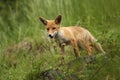 Vulpes vulpes. Fox is widespread throughout Europe. Royalty Free Stock Photo