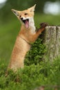 Vulpes vulpes. Fox is widespread throughout Europe. Royalty Free Stock Photo