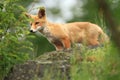 Vulpes vulpes. Fox is widespread throughout Europe. Royalty Free Stock Photo