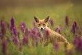 Vulpes vulpes. Fox is widespread throughout Europe. Royalty Free Stock Photo