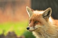 Vulpes vulpes - Red fox