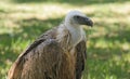 Vulture Royalty Free Stock Photo