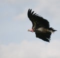 Vulture