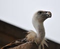 Vulture Royalty Free Stock Photo