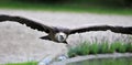 Vulture Royalty Free Stock Photo