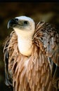 Vulture Royalty Free Stock Photo