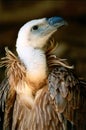 Vulture Royalty Free Stock Photo