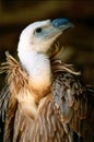 Vulture