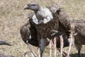 Vulture feeding on caracasses of gnu, Serengeti. Wildlife in Tanzania, Africa