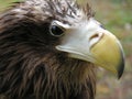 Vulture Royalty Free Stock Photo