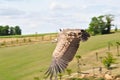 Vulture in the air Royalty Free Stock Photo
