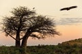 Vulture - Baobab Tree - Savuti - Botswana Royalty Free Stock Photo