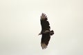 A vulture flying up in the sky Royalty Free Stock Photo