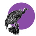 The Vulture- the bird of prey ( Illustration ) Royalty Free Stock Photo