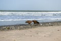 Vulture birds on the beach tearing apart fish