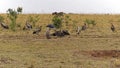 Vulture birds carcass