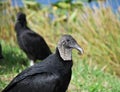 Vulture Birds in Everglades National Park, Florida