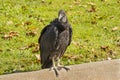 Vulture Royalty Free Stock Photo