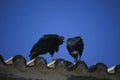 Vulture Birds Black Head