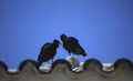  vulture birds black 