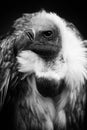 The Vulture. Royalty Free Stock Photo