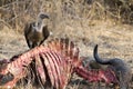 Vulture on a buffalo carcass in South Luangwa national park