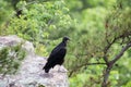 Vulture Buzzard bird on ledge