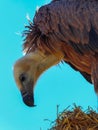 Vulture close up looking down with bald head and feathers Royalty Free Stock Photo