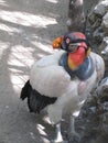 Vulture at the Colombia National Aviary