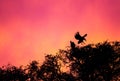 Vulture coming into land on a nest in the early hours of a fiery dawn