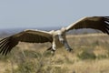 Vulture coming in to land Royalty Free Stock Photo