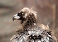 Vulture Royalty Free Stock Photo