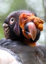 Vulture Royalty Free Stock Photo