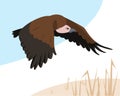 Vulture or eagle bird flying in sky above field.