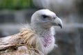 vulture eagle