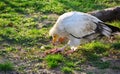 Vulture eating a piece of meat in a zoo Royalty Free Stock Photo