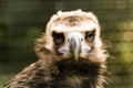 Vulture face